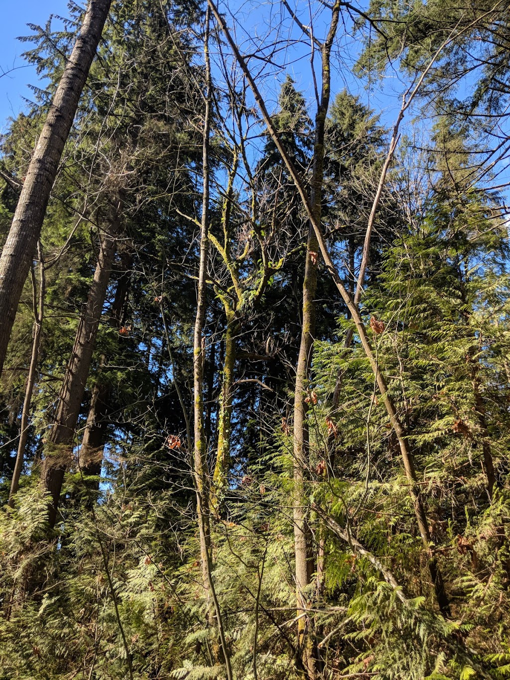 Mosquito Creek Park | 3930 Trenton Pl, North Vancouver, BC V7R 3G5, Canada | Phone: (604) 983-7333