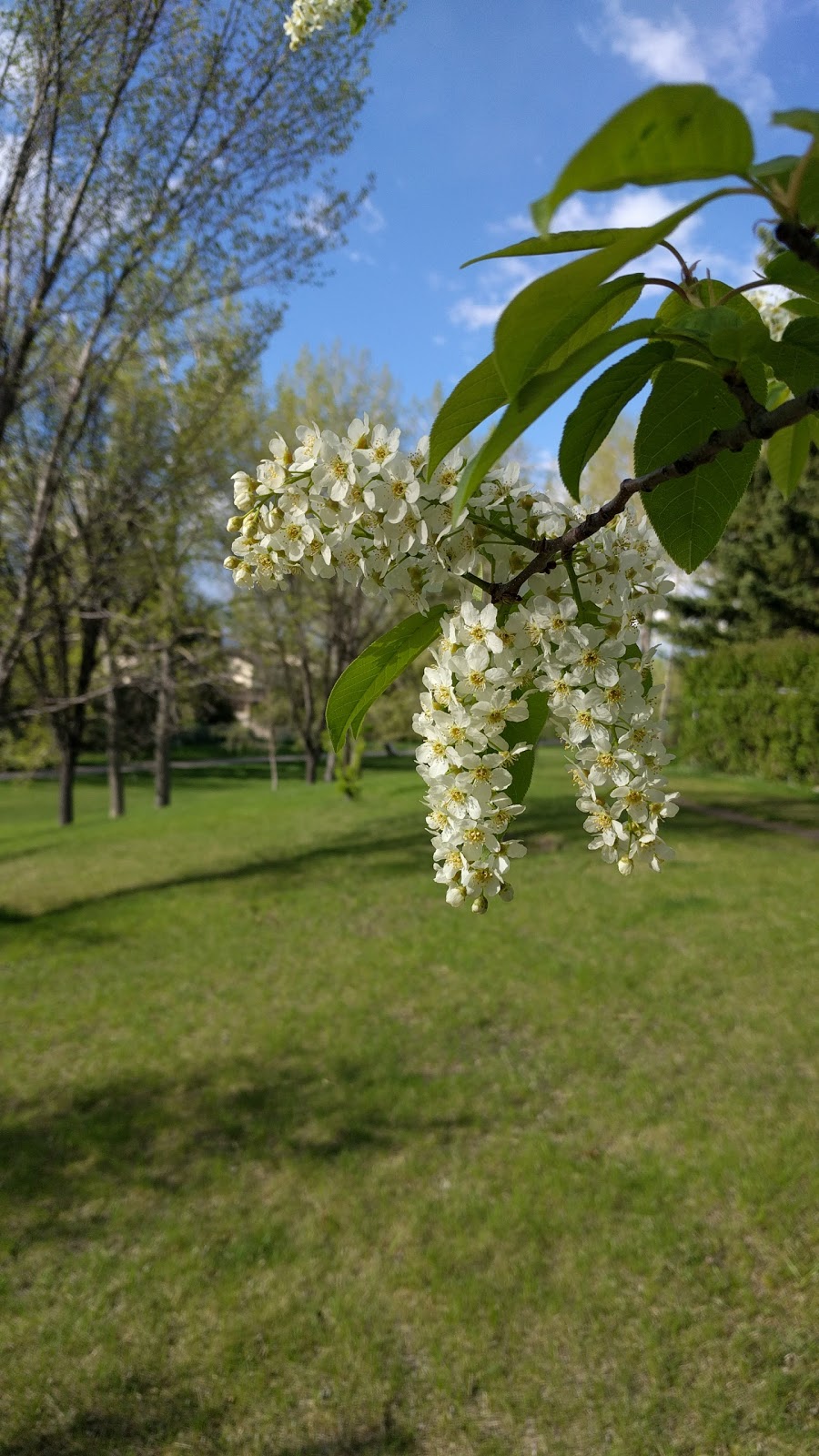 Varsity Ravine Park | 39 Varsity Ridge Terrace NW, Calgary, AB T3A 4Y2, Canada