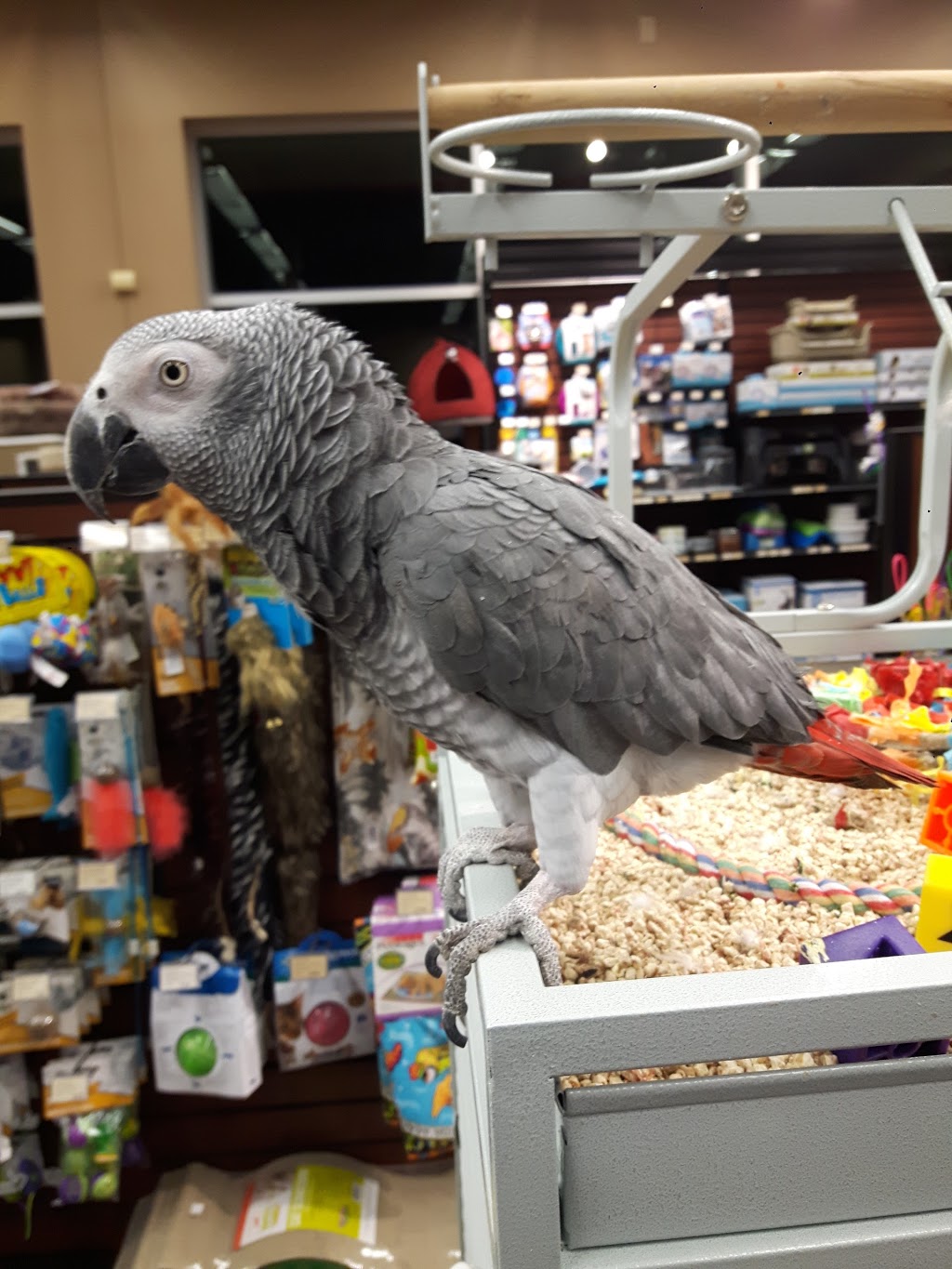 Paulmacs Pets | 4725 Dorchester Rd Units #B11-B13, Niagara Falls, ON L2E 0A8, Canada | Phone: (905) 356-6751