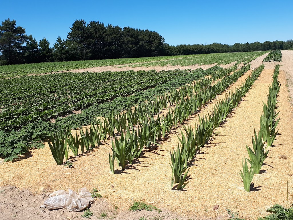 Josephines Vegetables | on, Valleyview Road, 3316 St Laurent St, Chelmsford, ON P0M 1L0, Canada | Phone: (705) 897-6302