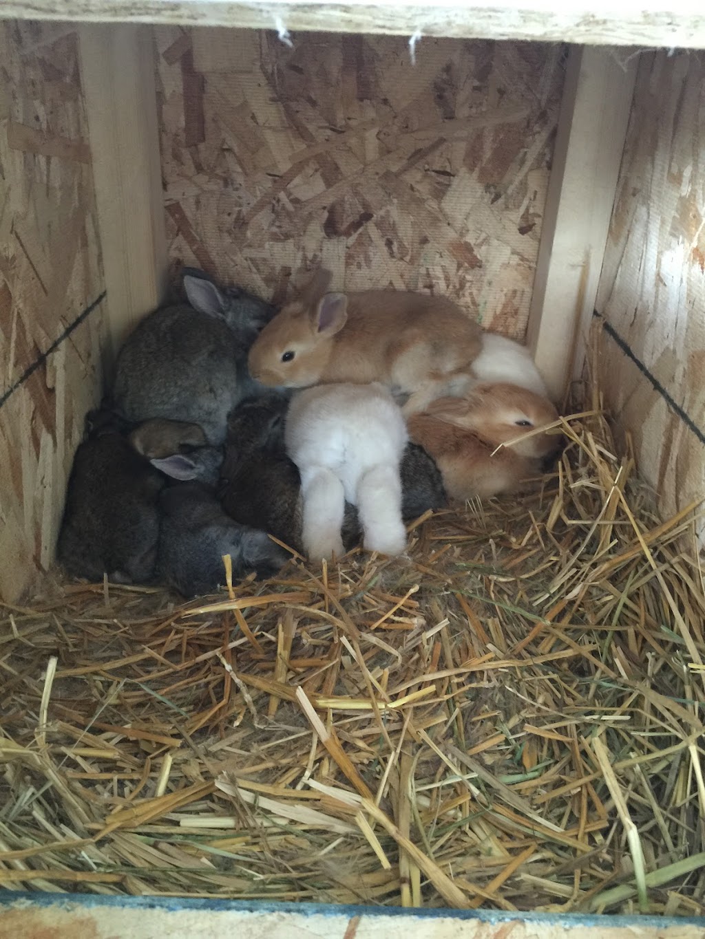 TL Chevon Farm | TWP 35, 4, Caroline, AB T0M 0M0, Canada | Phone: (403) 613-3973
