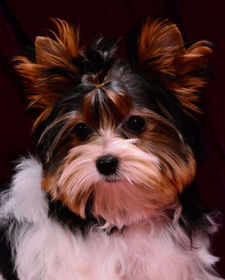 my lovely yorky | 273 Québec 116, Dosquet, QC G0S 1H0, Canada | Phone: (418) 728-0076
