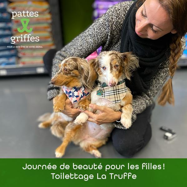 Pattes et Griffes St-Hubert | 1585 Bd des Promenades, Saint-Hubert, QC J3Y 5K2, Canada | Phone: (450) 812-8812