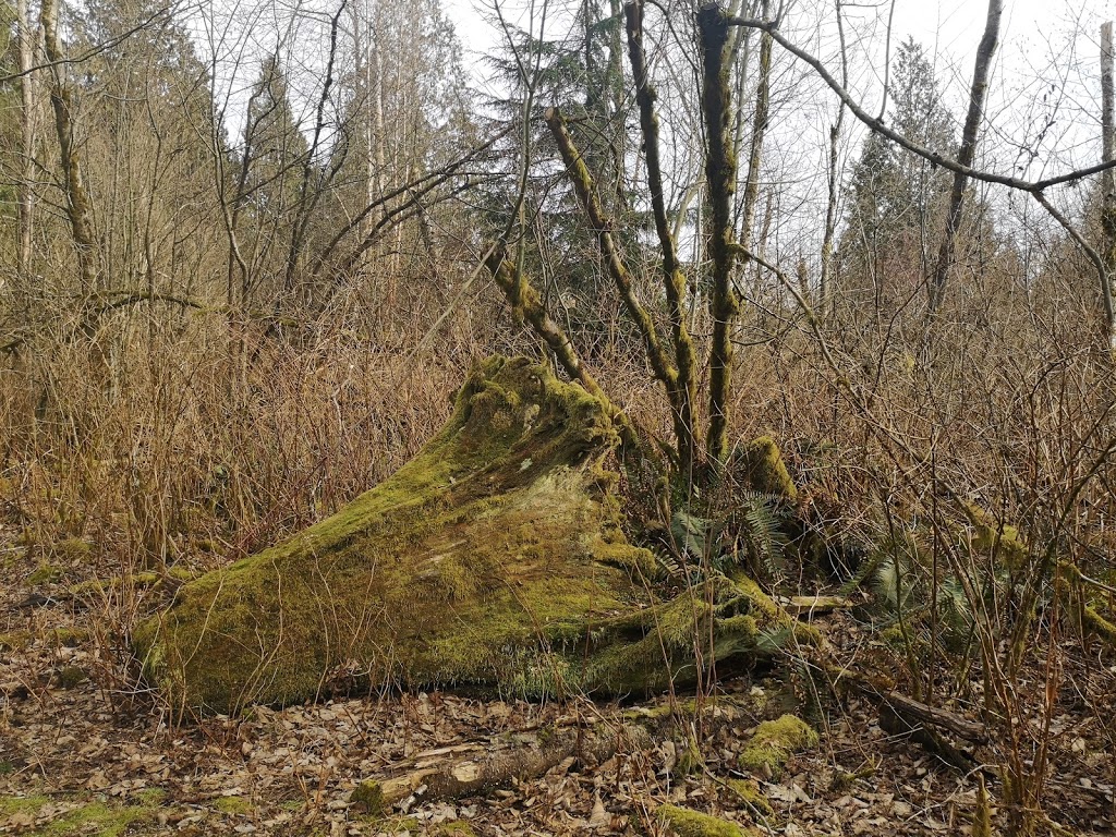 Cedar Trail | Cedar Trail, Surrey, BC V3V 7Z2, Canada