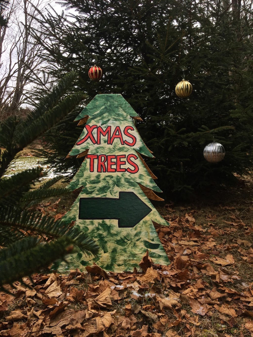 Little Lake Christmas Trees CLOSED | 182 Bailey Dr, Colborne, ON K0K 1S0, Canada | Phone: (416) 721-2902