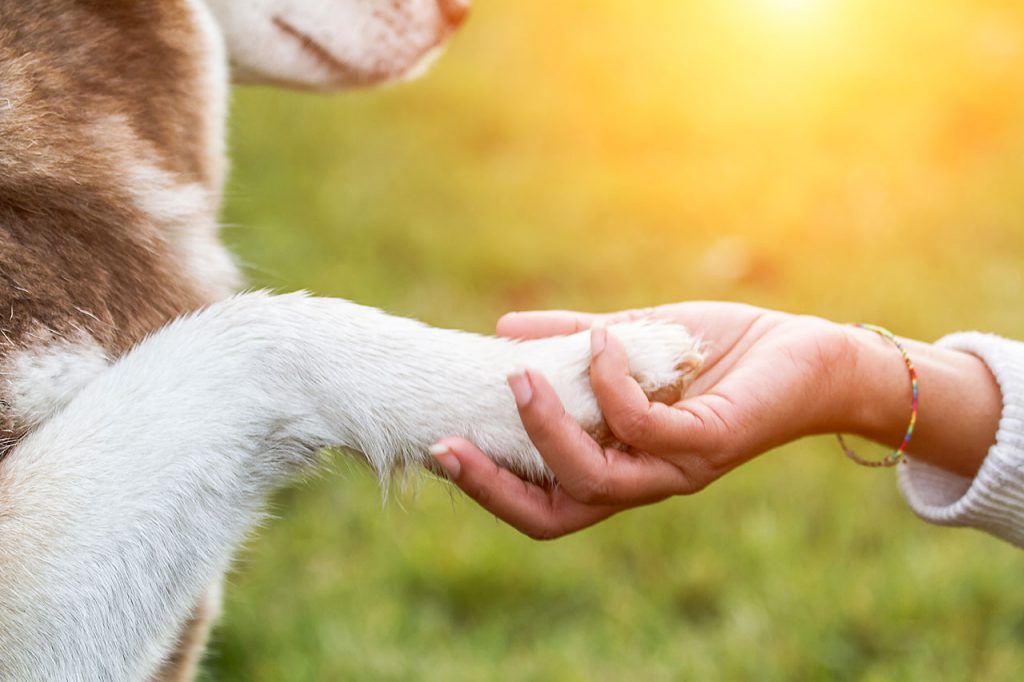 Okanagan Pet Cremation | 12824 Oyama Rd, Lake Country, BC V4V 2A7, Canada | Phone: (250) 548-3351