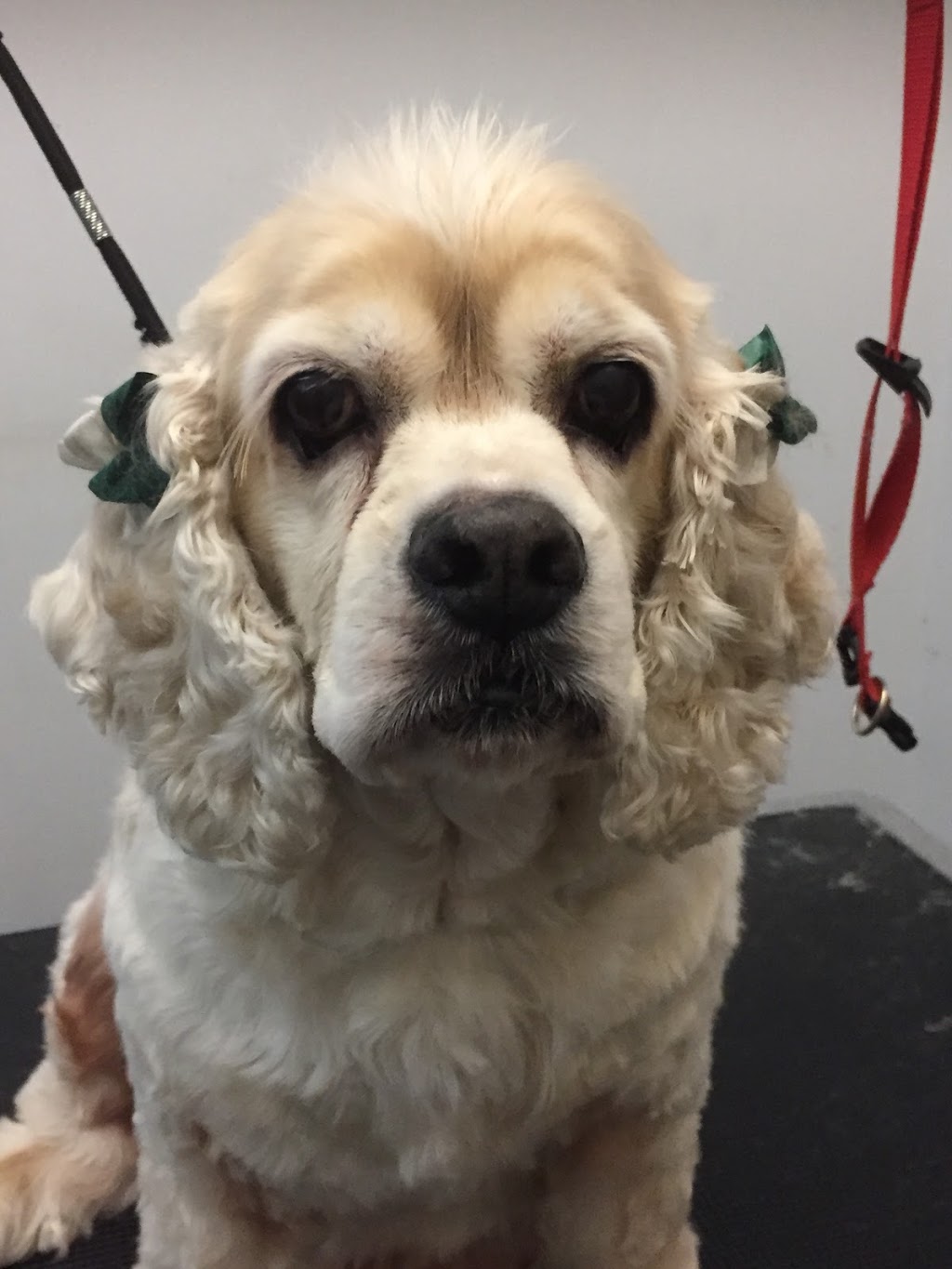 Cosmetic teeth cleaning for dogs | 1014 Merivale Rd, Ottawa, ON K1Z 6A5, Canada | Phone: (613) 930-2229