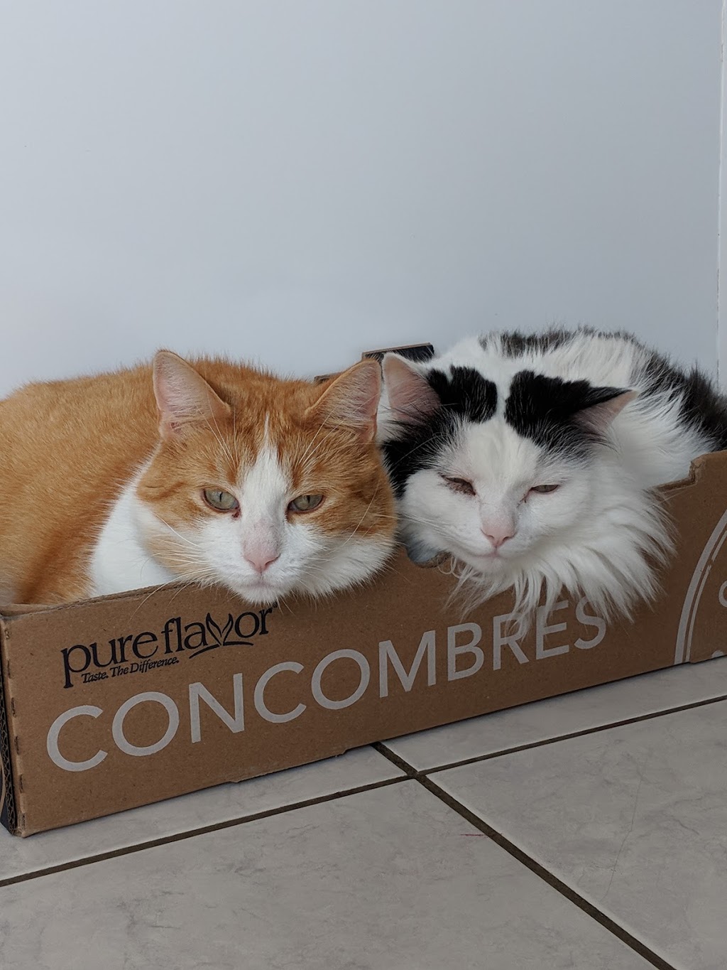 Stittsville Small Animal Clinic | 1648 Stittsville Main St, Stittsville, ON K2S 1A6, Canada | Phone: (613) 836-5040