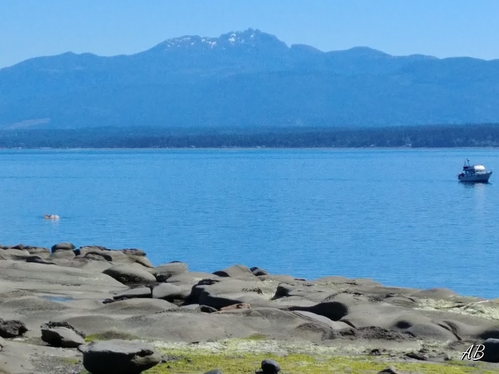 Heron Rocks Camping Co-Operative Association | 10085 Central Rd, Hornby Island, BC V0R 1Z0, Canada | Phone: (250) 335-2670
