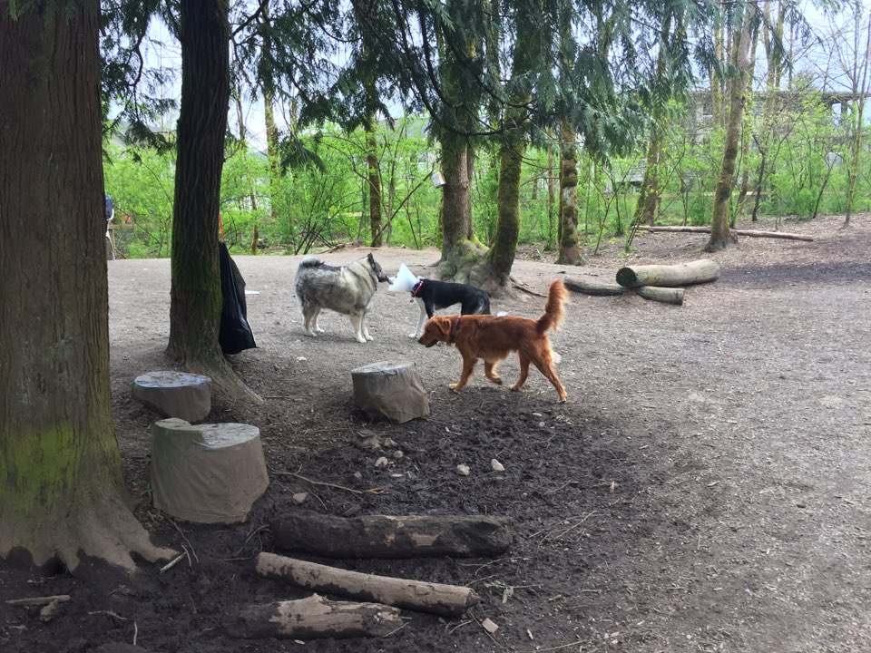 Shaughnessy Park Dog Off-leash Area | Shaughnessy St, Port Coquitlam, BC V3B 4L6, Canada | Phone: (604) 927-5496