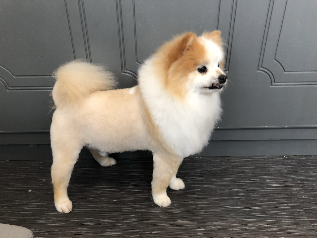 Abbotsford Dog & Cat Grooming | 34365 Old Yale Rd #34365, Abbotsford, BC V2S 2K6, Canada | Phone: (604) 859-3647
