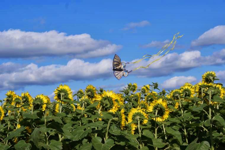 Dakeyne Farm | 1137 Nova Scotia Trunk 1, Falmouth, NS B0P 1L0, Canada | Phone: (902) 790-0542