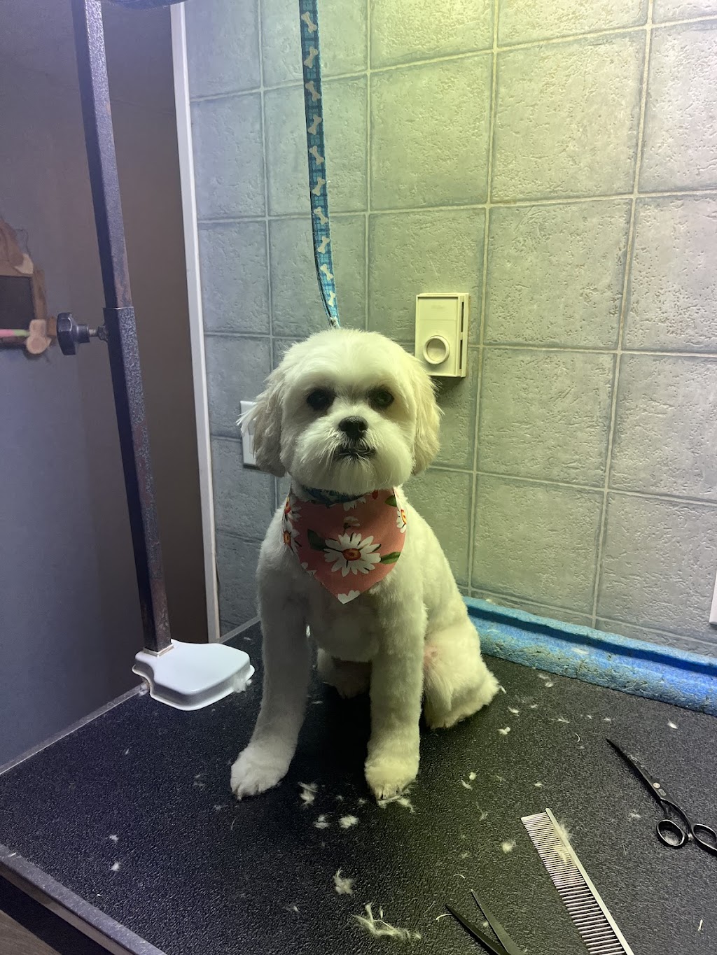 Bouctouche Grooming & Pet Supplies | 42 Rue De Parc, Bouctouche, NB E4S 3C5, Canada | Phone: (506) 743-8199