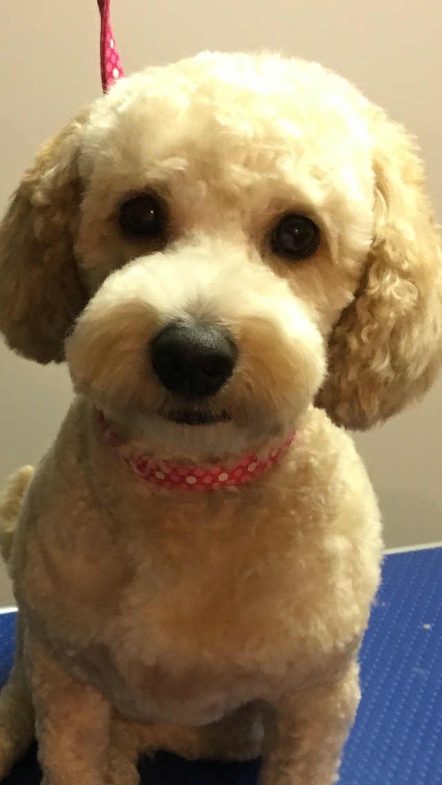 Peace of Mind Dog Grooming | 130 Fifth St. Front Apt, Etobicoke, ON M8V 2Z3, Canada | Phone: (416) 830-2093