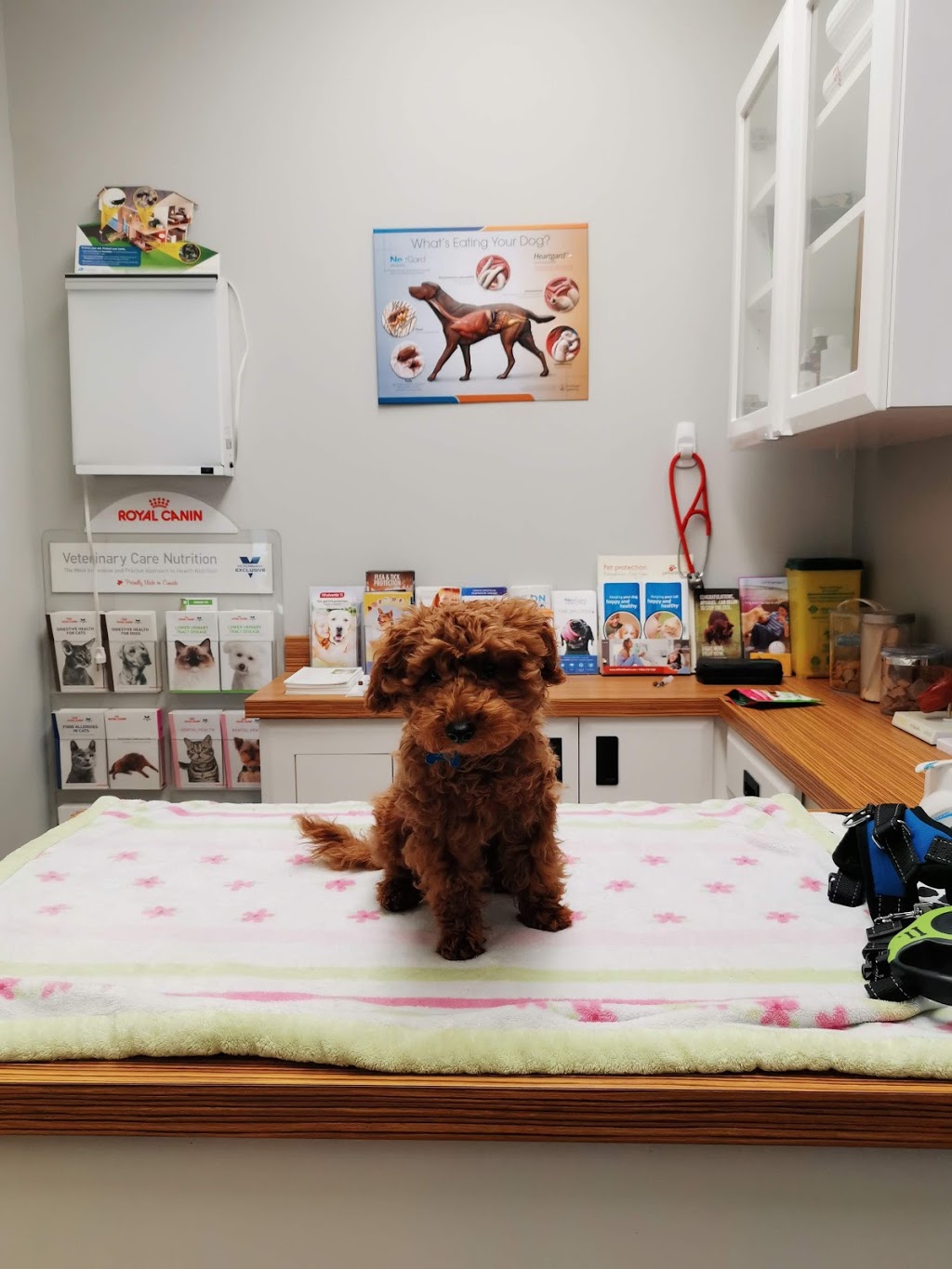 Humber Bay Veterinary Hospital | 2139 Lake Shore Blvd W, Toronto, ON M8V 0B3, Canada | Phone: (647) 479-7719