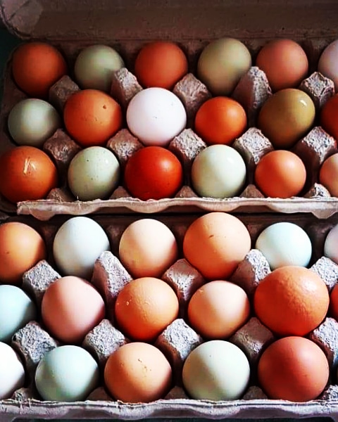 HERITAGE HEN HOUSE | Township Rd 370, Alberta T0M 1R0, Canada | Phone: (780) 605-3688