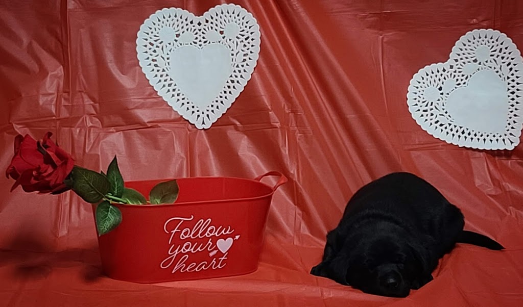 Black Diamond Retrievers | 60 Jenner St, Essex, ON N8M 1G7, Canada | Phone: (519) 817-2061