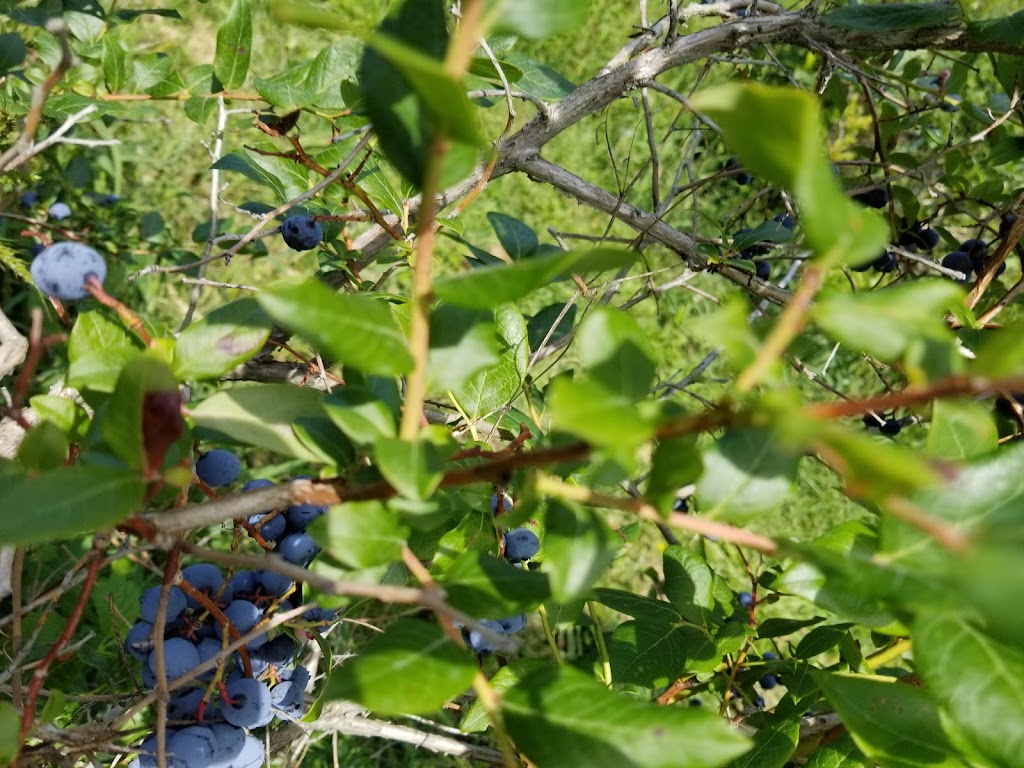 Bleuetière Planète Bleue | 245 Rang Saint-Jean-Baptiste, Saint-Chrysostome, QC J0S 1R0, Canada | Phone: (450) 826-3957