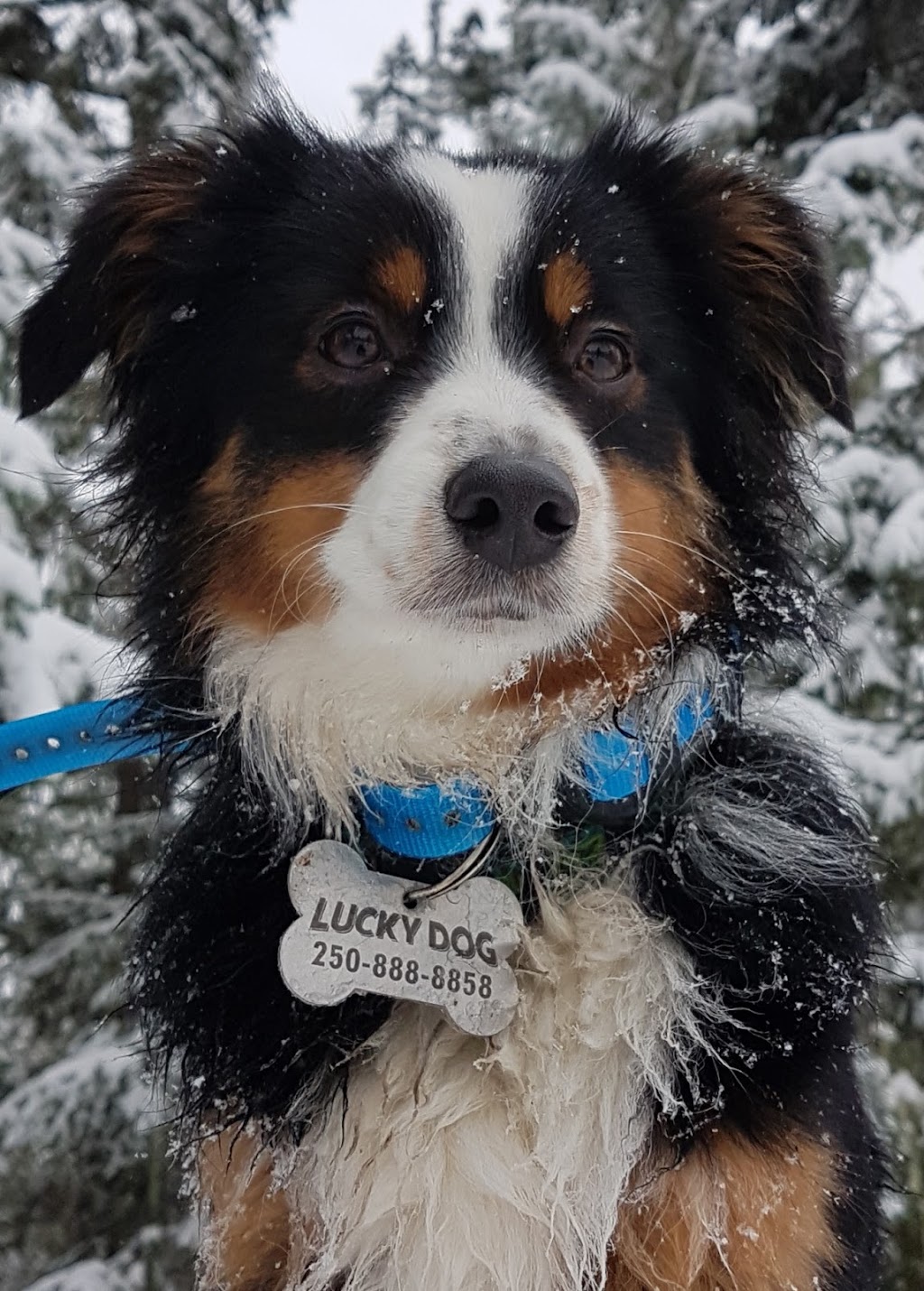 Lucky Dog Adventures and Daycare | 2041 May Ave, Shawnigan Lake, BC V0R 2W3, Canada | Phone: (250) 896-8848