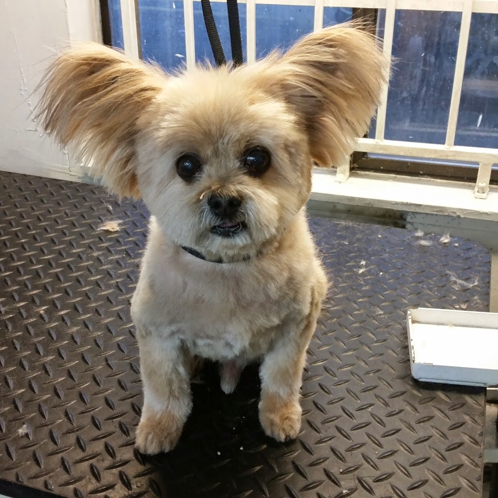 Ball and Biscuit Grooming | 1078 Kingsway, Vancouver, BC V5V 3C6, Canada | Phone: (604) 682-1899