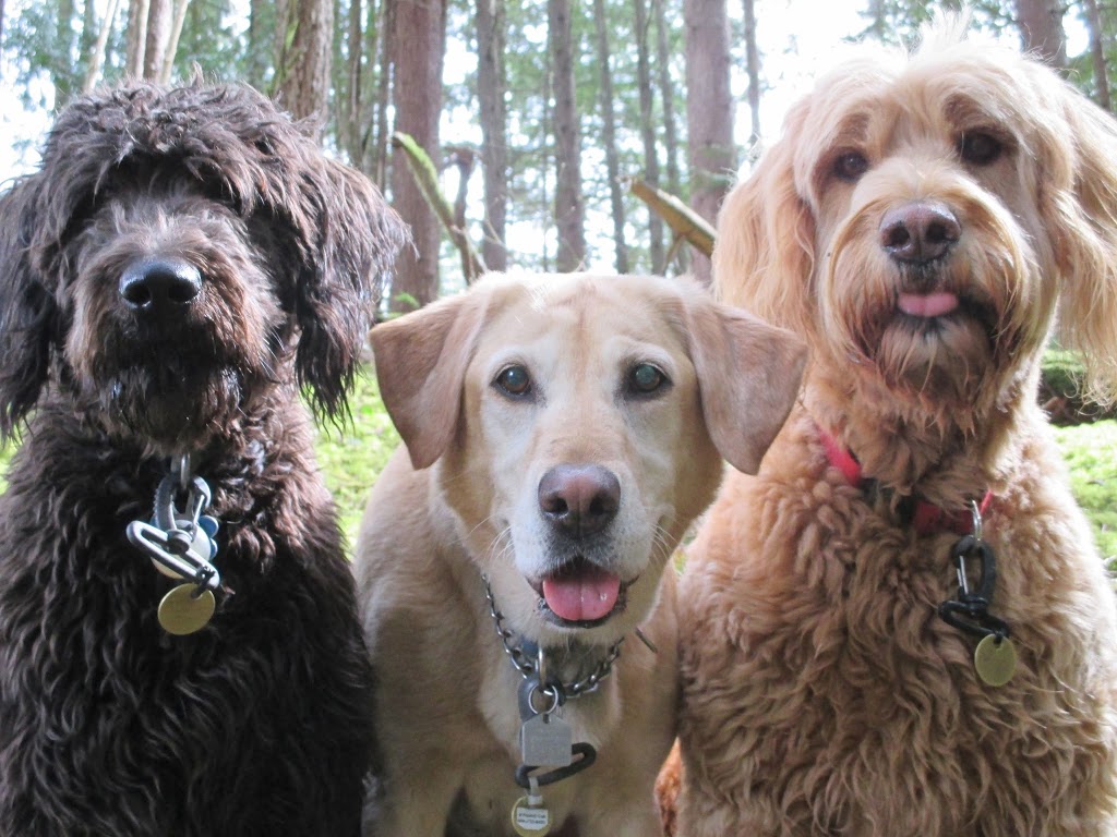 Ruff Stuff Dog Services | 1730 Vernon Dr, Vancouver, BC V6A 3T8, Canada | Phone: (604) 877-8075