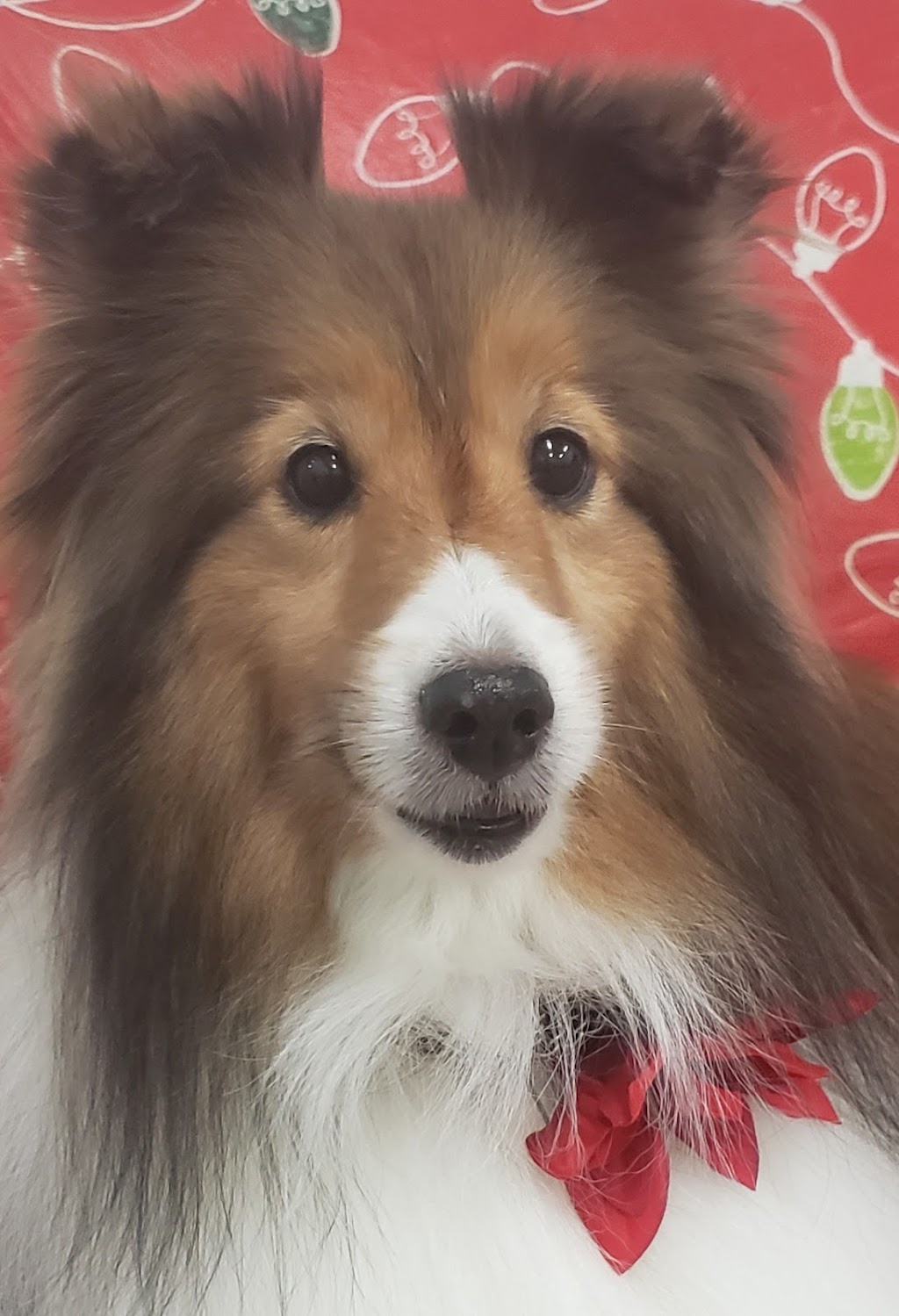 Everything Dogs Halton | 11 Vimy St, Acton, ON L7J 1S2, Canada | Phone: (647) 572-3647