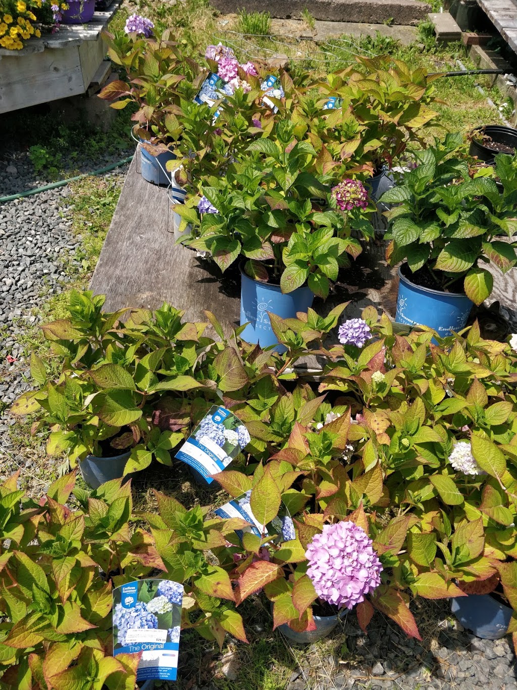 West River Greenhouses | 509, NS-376, Central West River, NS B0K 1H0, Canada | Phone: (902) 925-2088