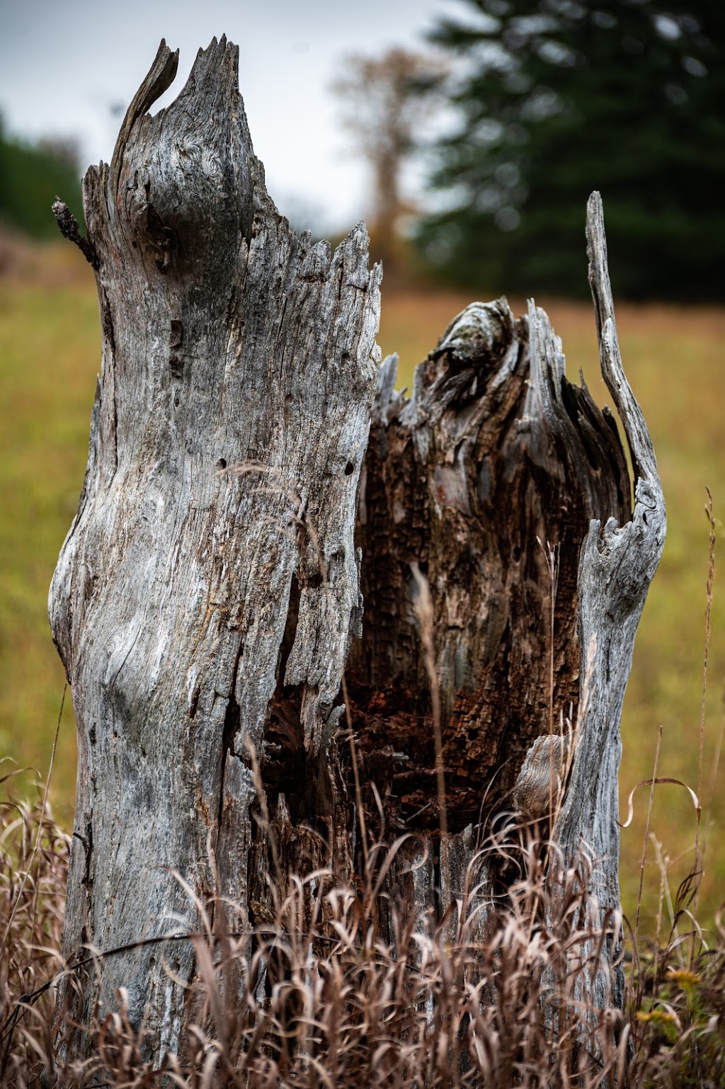MLphotography.ca | 7 Carleton Trail, Beeton, ON L0G 1A0, Canada | Phone: (289) 307-8750