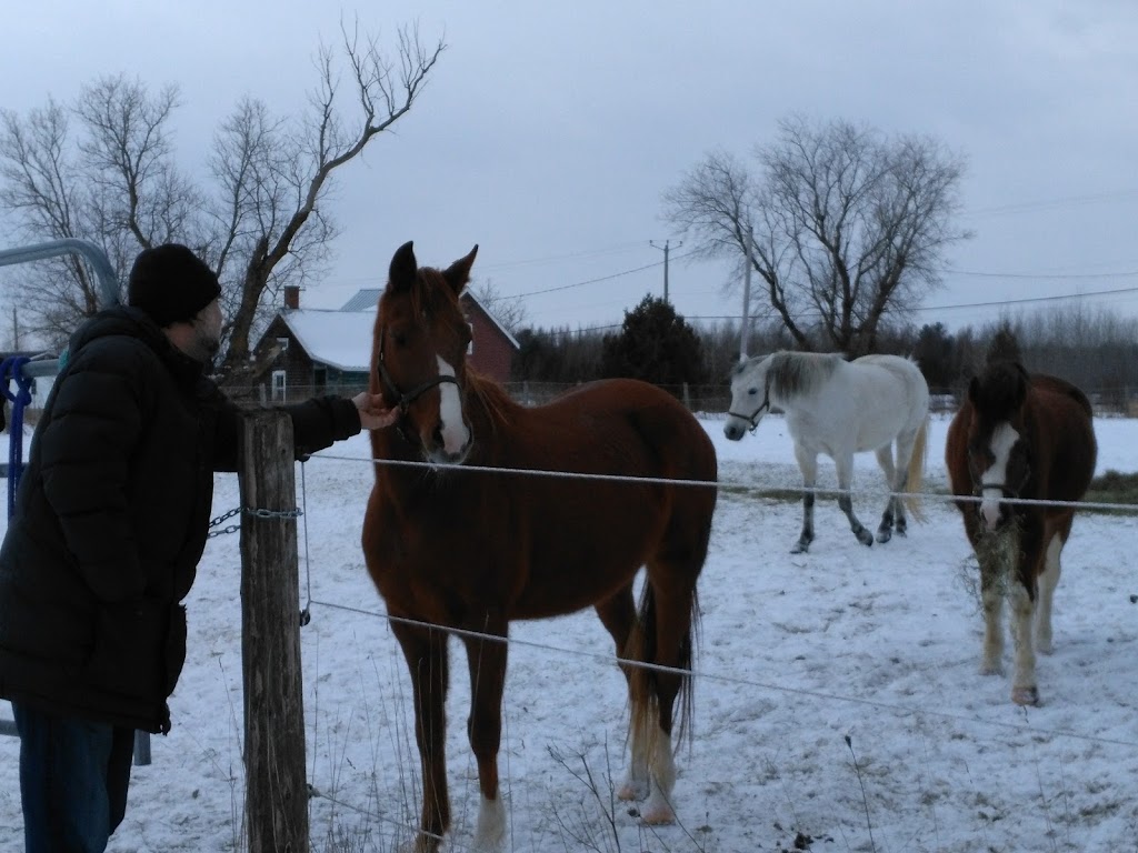 Bogtown Farm | 151 Rang Bogton, Saint-Bernard-de-Lacolle, QC J0J 1V0, Canada | Phone: (514) 774-1415