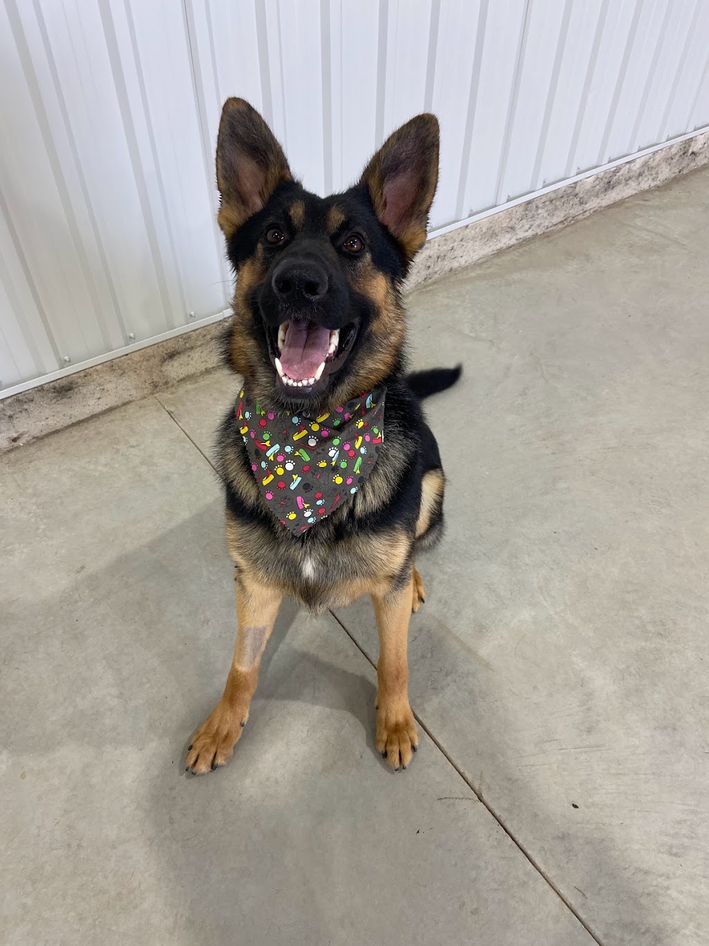 Roc N Dukes Pet Supplies Mount Forest | 219 Industrial Dr, Mount Forest, ON N0G 2L1, Canada | Phone: (888) 489-3431