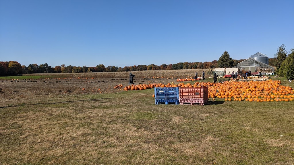 Andy & Maria Noorenberghe Farm | 8934 Glendon Dr, Mount Brydges, ON N0L 1W0, Canada | Phone: (519) 264-2969