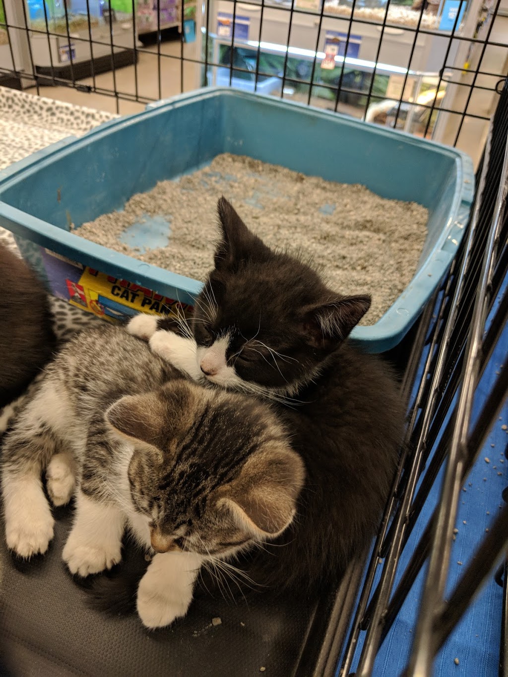 PetSmart | 120 Portia Drive Unit 7, Suite, ON L9G 0G1, Canada | Phone: (905) 648-8958