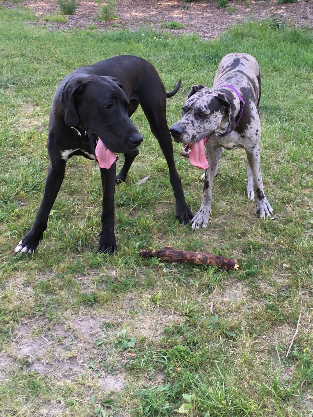 Dogs at Kats | 9404 Danforth Rd E, Cobourg, ON K9A 4J8, Canada | Phone: (905) 396-5287