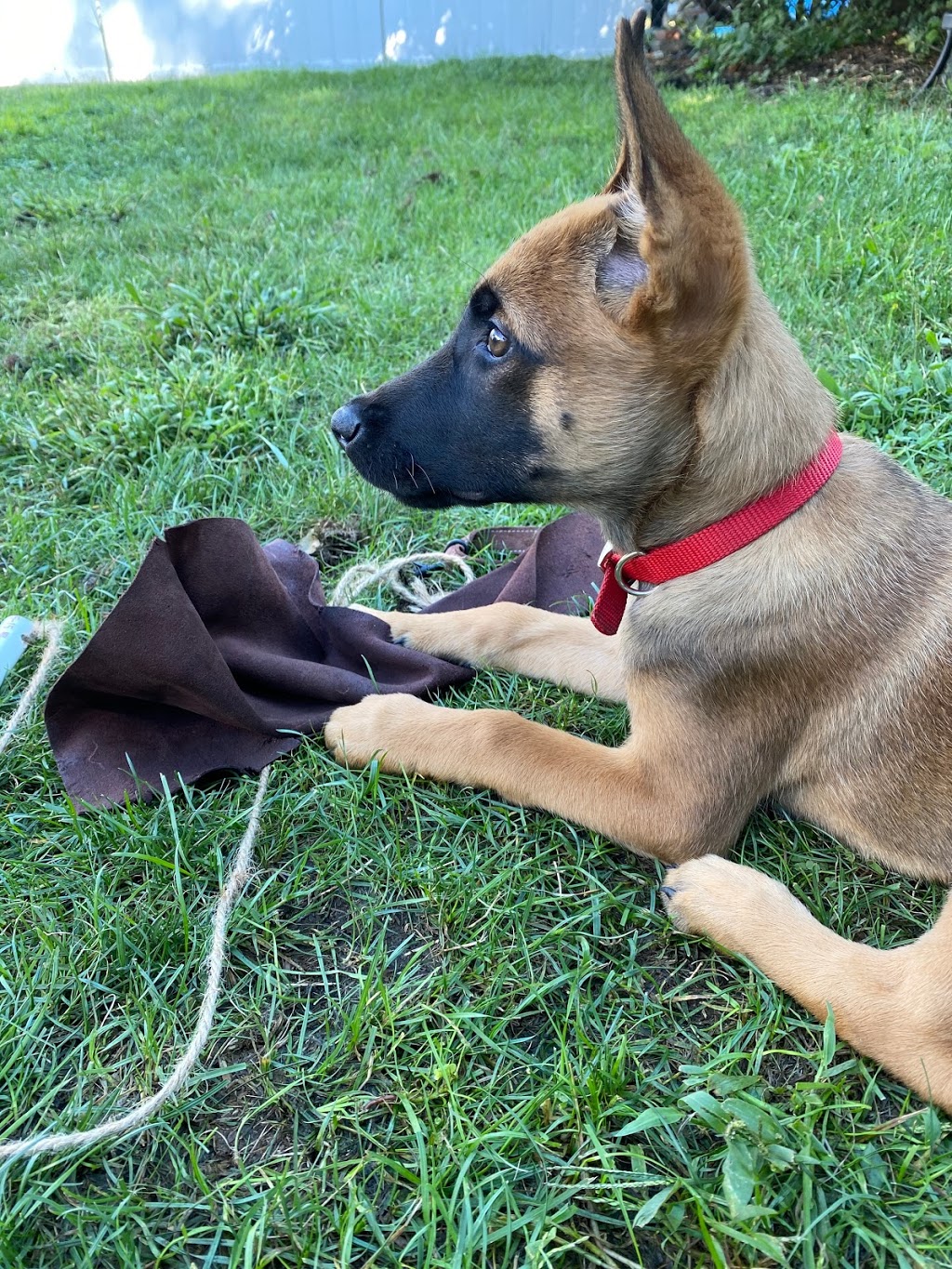 ONTARIO K9 - Stability, Obedience & Protection | 1862 Longlee Ln, Kingsville, ON N0P 2G0, Canada | Phone: (519) 765-5033
