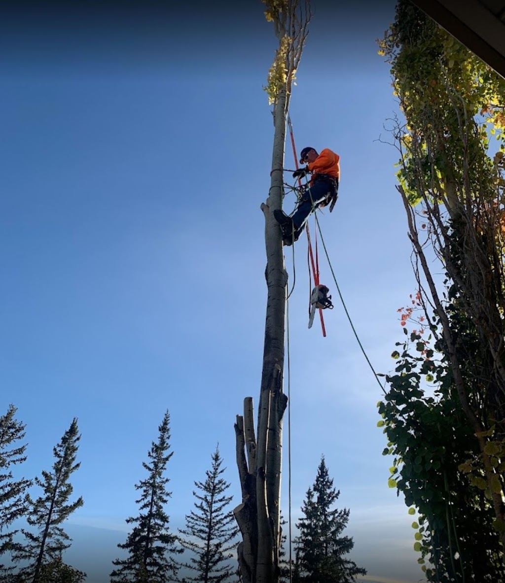 Alberta Tree Masters -Tree Service - Tree Removal & Tree Pruning | 28 Edgeford Pl NW, Calgary, AB T3A 2T2, Canada | Phone: (587) 438-5733