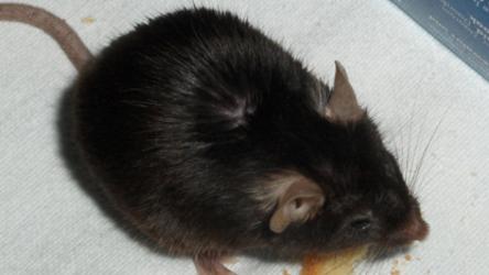 Pest Control Barrie | 454 Bayfield St, Barrie, ON L4M 5A2, Canada | Phone: (705) 812-1412