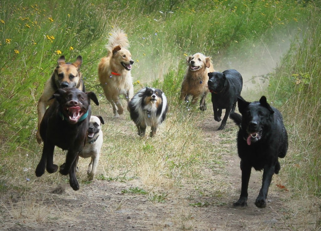 Pooch Pack Adventures | 3312 Hammond Bay Rd, Nanaimo, BC V9T 1E6, Canada | Phone: (250) 619-8241