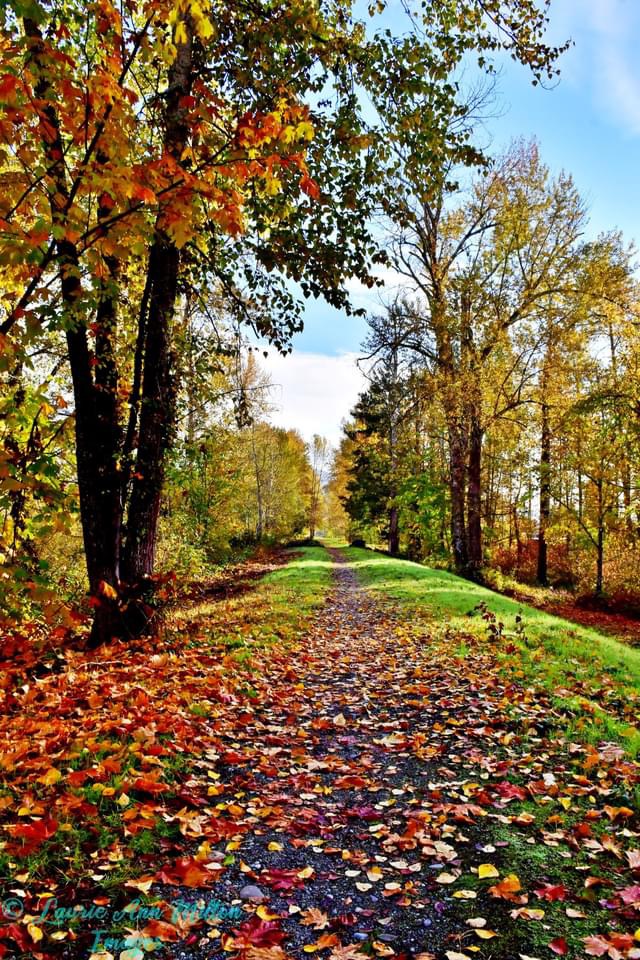 Fall River Logging Ltd | 3837 Piercy Rd, Courtenay, BC V9J 1R7, Canada | Phone: (250) 871-0206