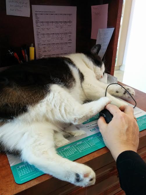 Thomas Glen Erin Animal Hospital | 5636 Glen Erin Dr Unit 9A, Mississauga, ON L5M 6B1, Canada | Phone: (905) 997-3320