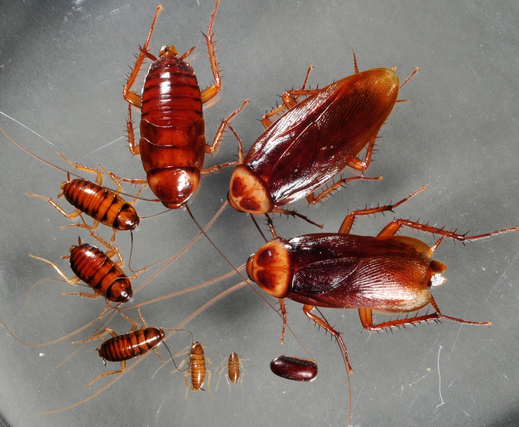 Paris Pest Control | 2 McGovern Ln, Paris, ON N3L 0K3, Canada | Phone: (548) 328-4966