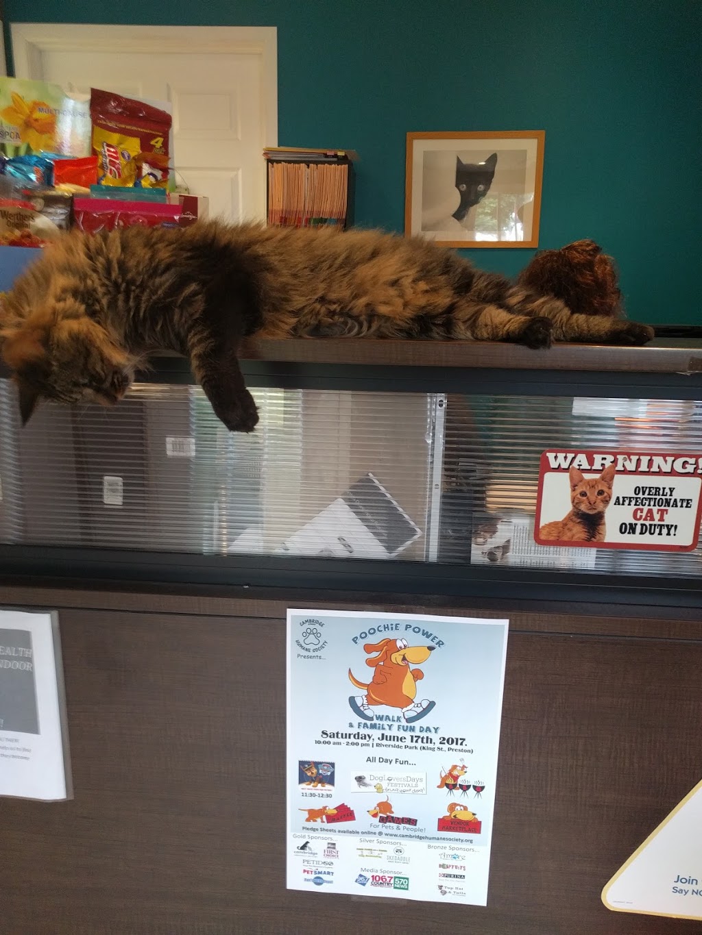 Cambridge Cat Hospital | 34 Blair Rd, Cambridge, ON N1S 2H9, Canada | Phone: (519) 624-2287