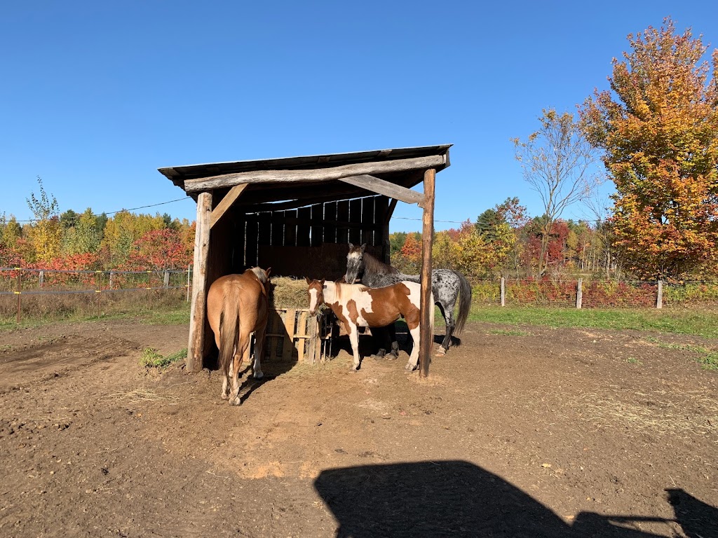 Écurie Beaux Champs | 17366 Rang Ste Marguerite, Mirabel, QC J7J 2E7, Canada | Phone: (450) 999-1331