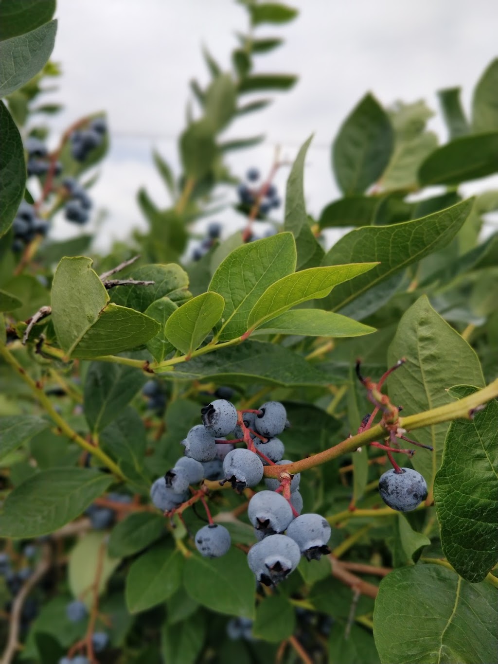 The Blueberry Patch | 2984 County Rd 8, Prince Edward, ON K0K 2T0, Canada | Phone: (613) 476-1309