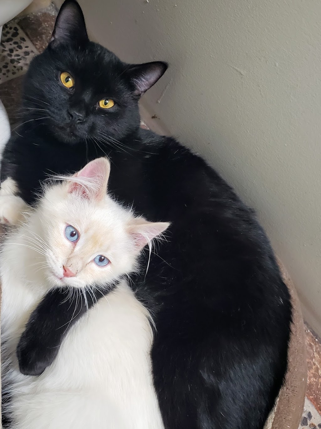 Purr Inn | 240077, Range Rd 240, Strathmore, AB T1P 1J6, Canada | Phone: (403) 901-4333