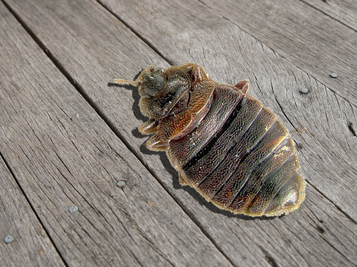 Canadian Pest Solutions | 40 Azar Ave, Tilbury, ON N0P 2L0, Canada | Phone: (866) 256-8693