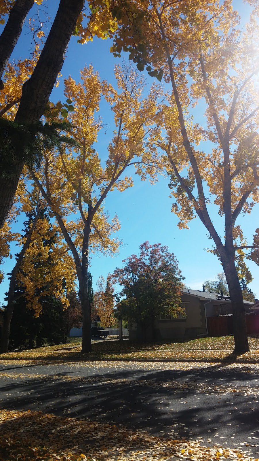 Willow Park School | 343 Willow Park Dr SE, Calgary, AB T2J 0K7, Canada | Phone: (403) 777-6900
