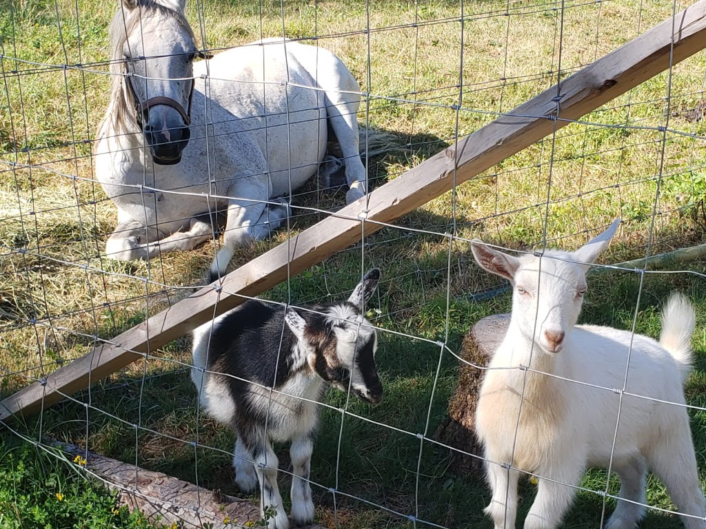 Mission Horse Boarding | 14323 Kontney Rd, Mission, BC V2V 0B8, Canada | Phone: (604) 785-7720