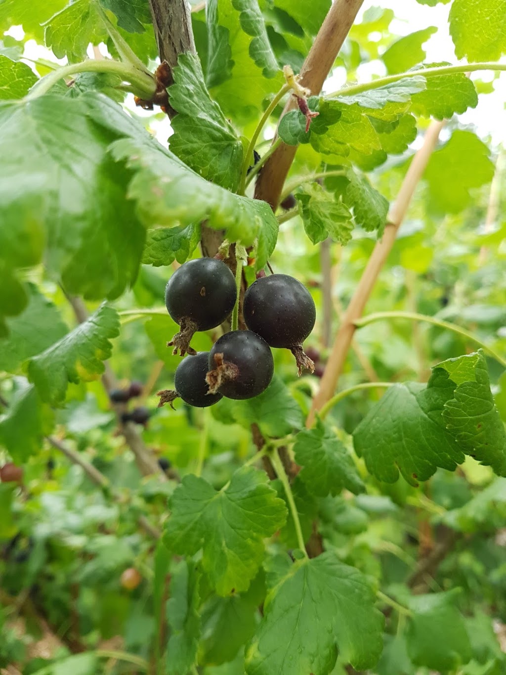 Copley Community Orchard | 3587 Copley St, Vancouver, BC V5N 5B2, Canada