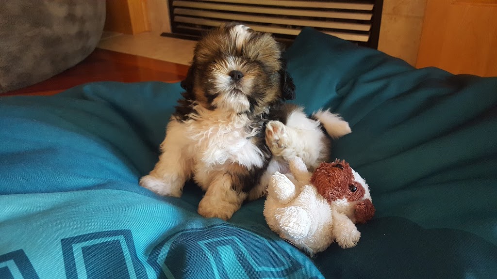 Happy at Home Pet Sitting | 67 Foxhaven Way, Sherwood Park, AB T8A 6N4, Canada | Phone: (780) 668-8890
