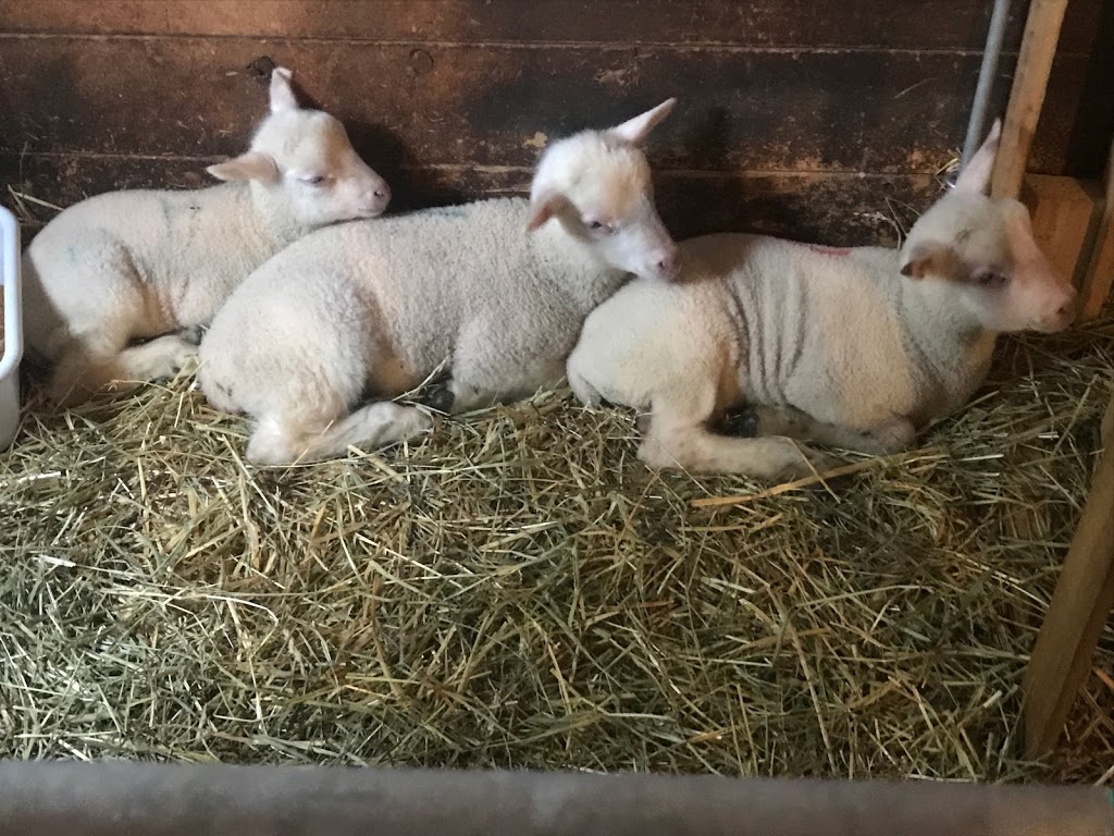 Spruce Hill Farm | 200 Spruce Hill Rd, King City, ON L7B 1A3, Canada | Phone: (416) 669-8765
